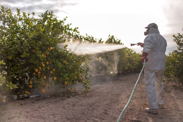 Best Insect Control  in Cresaptown, MD