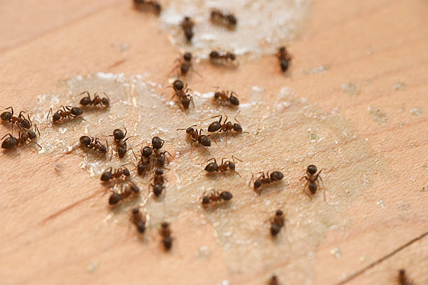 Best Pest Inspection Near Me  in Cresaptown, MD