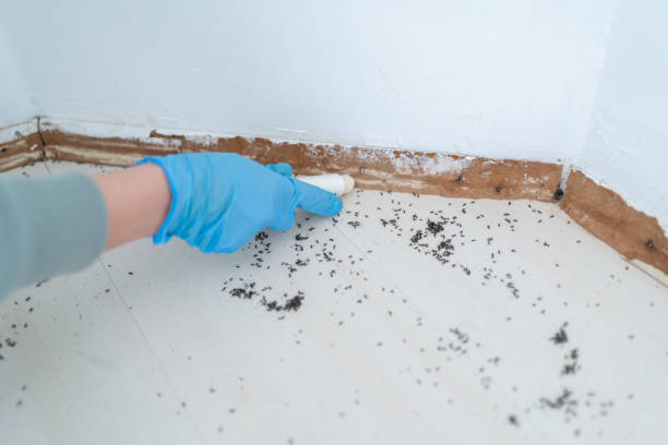 Best Flea Control Services  in Cresaptown, MD